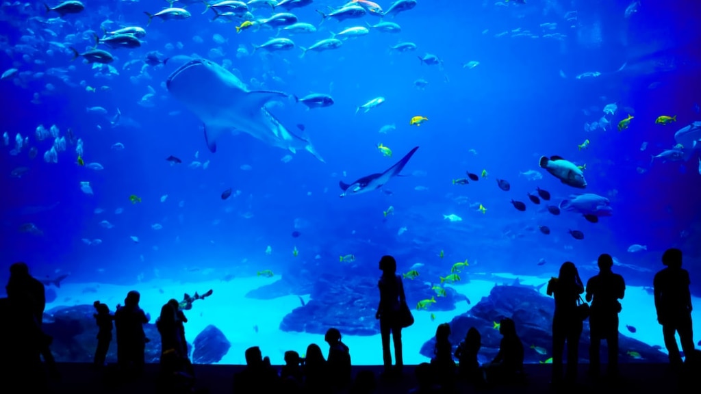 Izumo Aquarium의 하이라이트“Shimane Prefectural Lake Shinji Nature Museum Gobius”및 인근 관광 명소